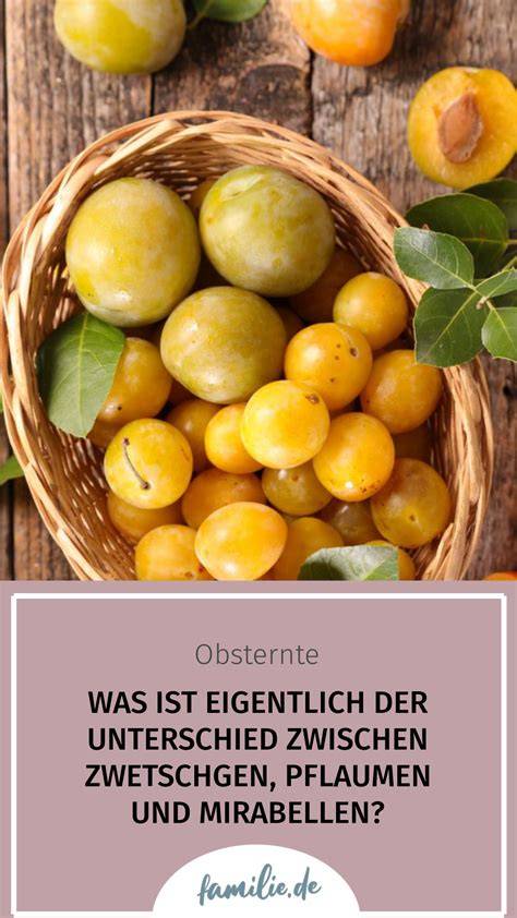 Unterschiede zwischen Kriecherl, Mirabellen und Zwetschgen - Infografik