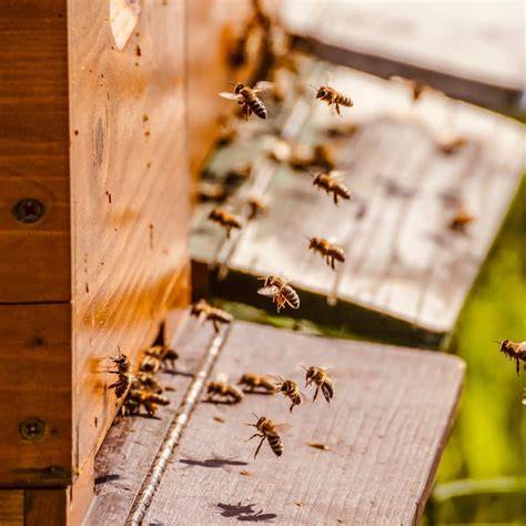 Unterschiedliche Honigsorten im Glas, sortiert nach Farbe und Konsistenz