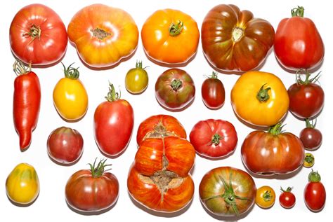 Unterschiedliche Tomatensorten im Querschnitt