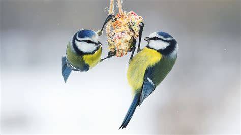 Vögel fressen am selbstgebackenen Vogelfutter-Stern im Garten