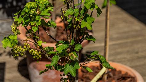 Vanille-Stachelbeeren im Topf