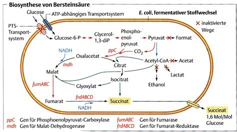 Vanillinproduktion biotechnologisch