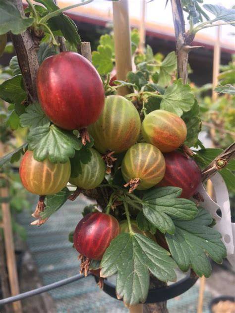 Varianten: Stachelbeere & Kiwi, Stachelbeere & Johannisbeere