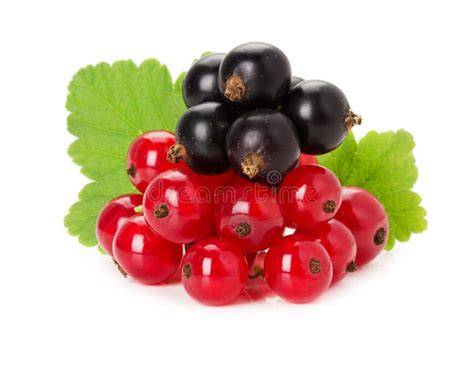 Variationen: rote und schwarze Johannisbeeren, Gewürze