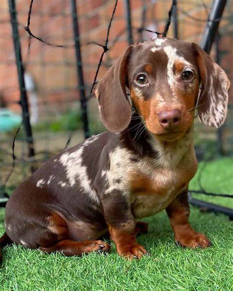 Variationen des Zwergdackels: Fellfarben und Muster (Merle, Piebald, Chocolate, Isabell)