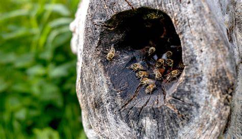 Varroamilbe und Auswirkungen auf das Bienenvolk