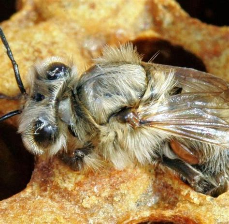 Varroamilben auf einer Honigbiene - größte Bedrohung weltweit