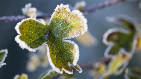 Veilchenblüten mit Raureif, kurz nach der Ernte