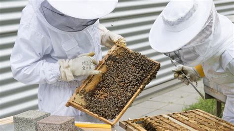 Verarbeitung des Nektars im Bienenstock durch Sammel- und Stockbienen