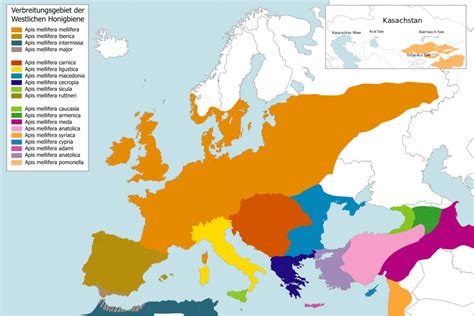 Verbreitung der Holzbiene in Europa