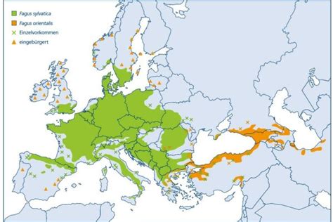 Verbreitung und Varianten von Blutwurst in Europa