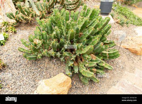 Verbreitungsgebiet der Euphorbia resinifera im Süden Marokkos