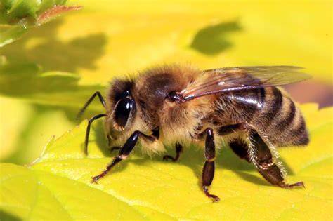 Verbreitungskarte Apis mellifera mellifera