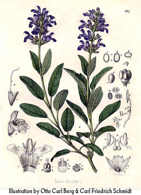 Verbreitungskarte und botanische Illustration von Salvia officinalis