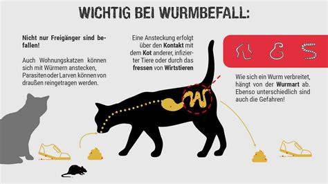 Vergiftungsschwellen von Theobromin bei Katzen und Lebensmitteln