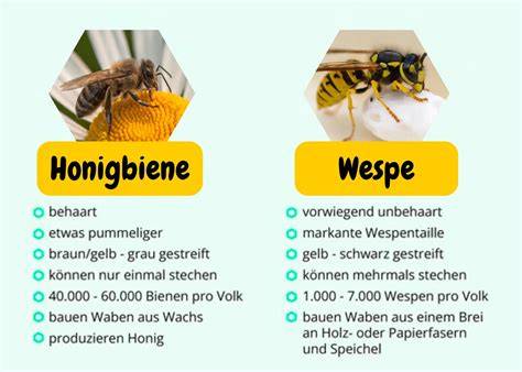 Vergleich: Biene und Wespe von der Seite