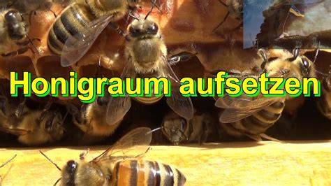 Vergleich: Bienenvolk mit und ohne angenommenen Honigraum
