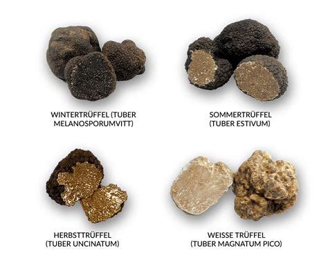 Vergleich: Eigenschaften weiße und schwarze Trüffel