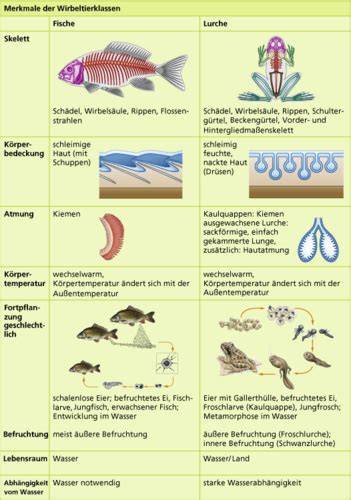 Vergleich: Eisarten und ihre Merkmale