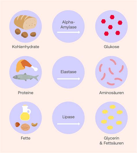 Vergleich: Erhaltung von Enzymen und Aroma bei verschiedenen Erhitzungsarten