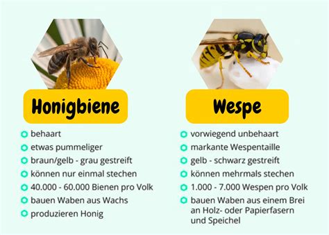 Vergleich: Honigbiene und Schwebfliege