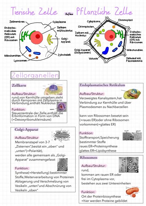 Vergleich: Pflanzliche vs. synthetische Blutzucker-Tropfen