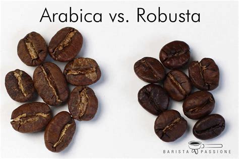 Vergleich Arabica und Robusta Bohnen: Geschmack und Koffeingehalt