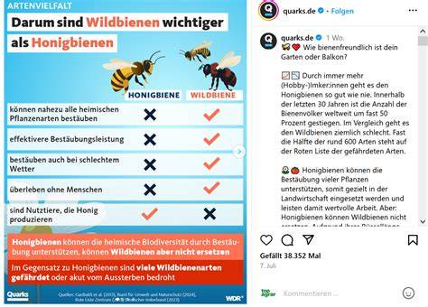 Vergleich Bestäubungsleistung Mauerbiene vs. Honigbiene, Infografik