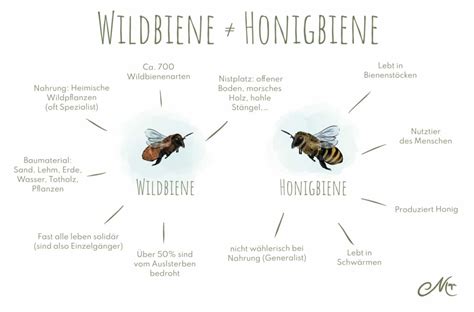Vergleich Honigbiene und Wildbiene, Infografik Auswirkungen auf die Umwelt