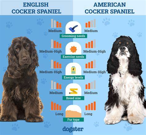 Vergleich von English Cocker Spaniel und American Cocker Spaniel