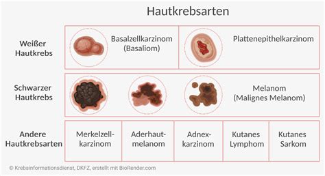 Vergleich von weißem und schwarzem Trüffel: Aussehen, Herkunft, Aromaprofil