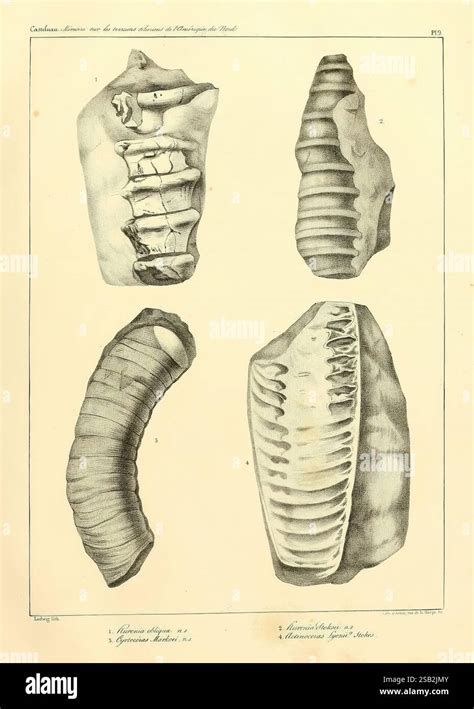 Vergleichende Darstellung verschiedener Nougatarten
