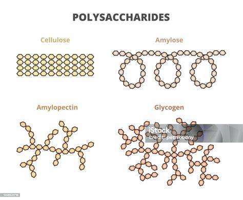 Vergleichende Infografik: Stärke (Amylose/Amylopektin), Glykogen, Cellulose