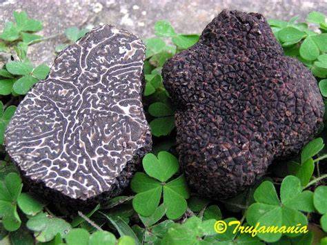 Vergleichsbild: Tuber Melanosporum vs. Tuber indicum - Oberflächen- und Schnittbild