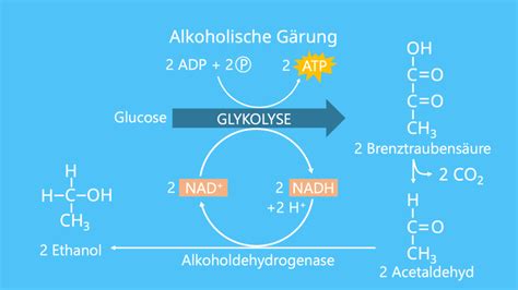 Vergleichstabelle: Zuckerfreie vs. gestoppte Gärung Biere