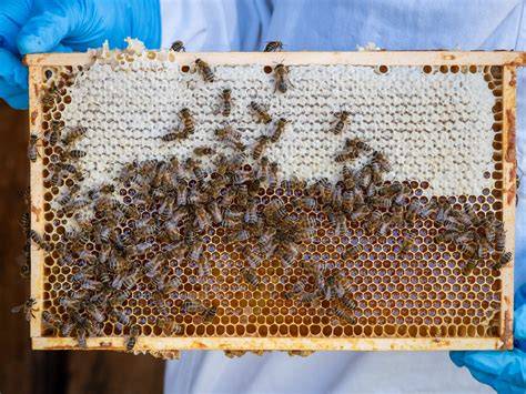 Verklebte Bienen und verschmutzte Waben