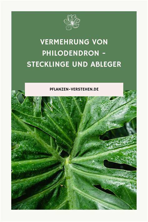 Vermehrung Philodendron über Stecklinge