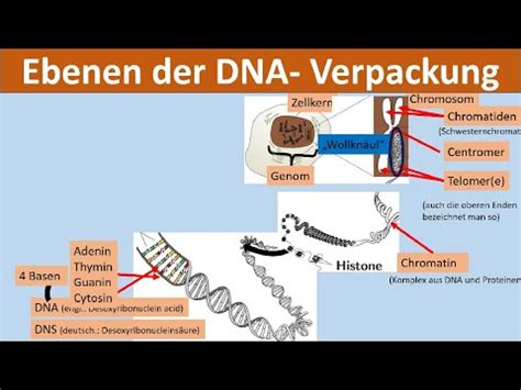 Verpackung der DNA: Nukleosom bis Chromosom