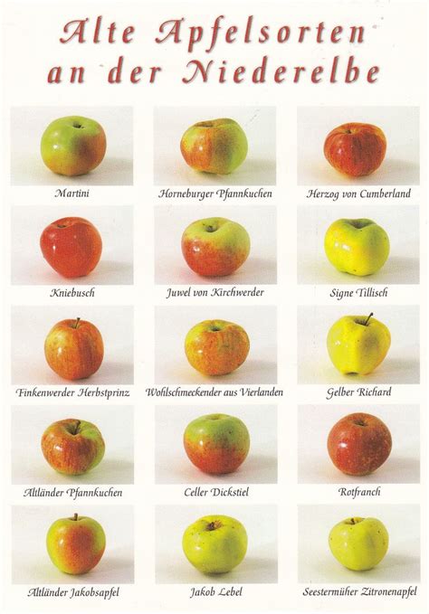 Verschiedene Apfelsorten - Boskop, Elstar, Cox Orange
