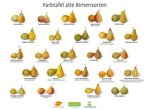 Verschiedene Birnensorten zum Backen