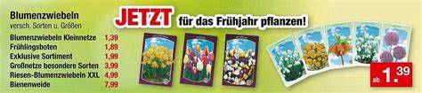 Verschiedene Größen und Sorten von Schoko-Weihnachtsmännern