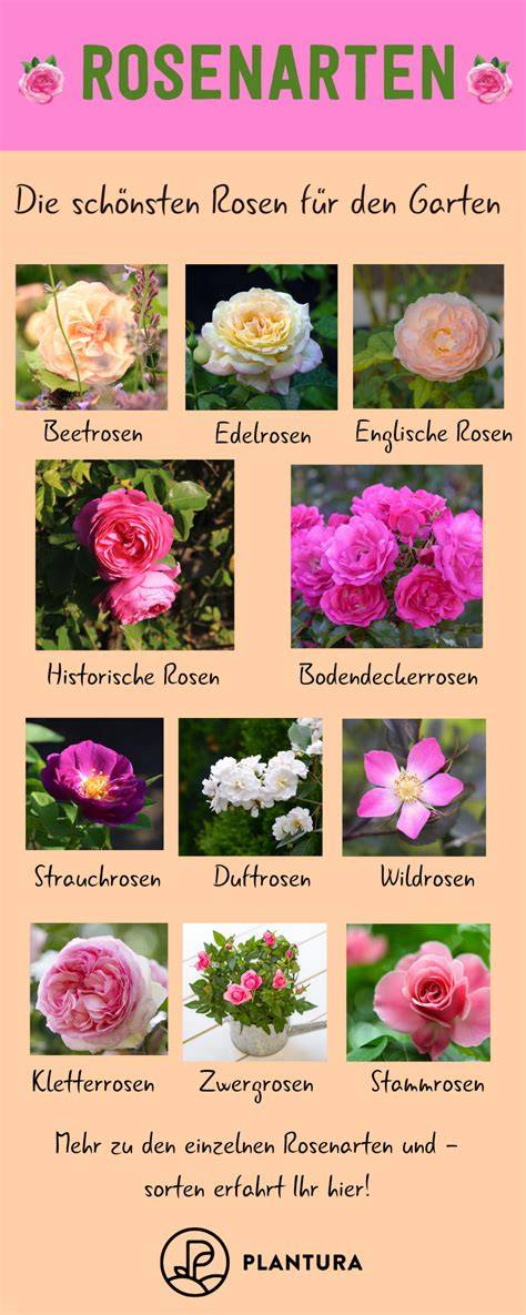 Verschiedene Hagebutten und Rosenarten