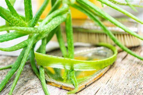 Verschiedene Hausmittel: Aloe Vera, Öl, Honig