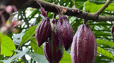 Verschiedene Kakaofrüchte und Bohnen auf einer Plantage in São Tomé