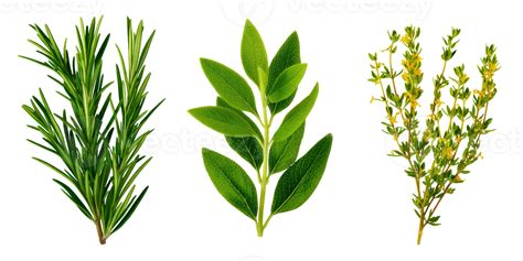 Verschiedene Kräuter für Marmeladen: Rosmarin, Thymian, Lavendel