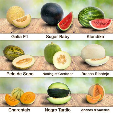 Verschiedene Melonensorten nebeneinander
