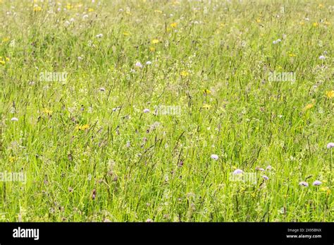 Verschiedene Pulsatilla-Arten in Wiese