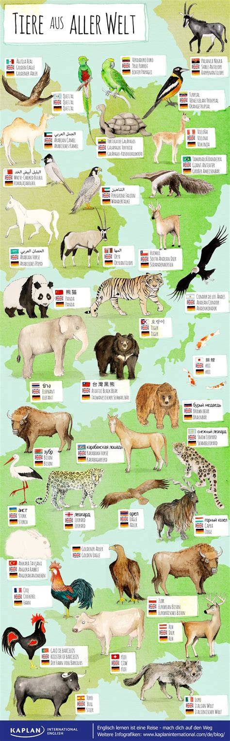 Verschiedene Schnitzelarten aus aller Welt - Infografik