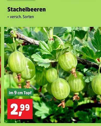 Verschiedene Sorten Stachelbeeren