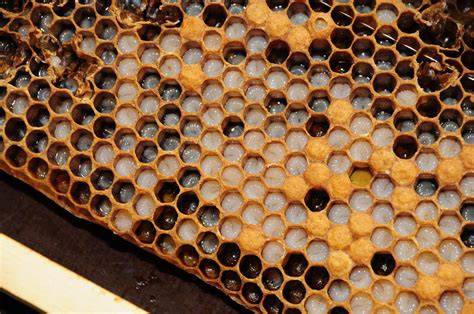 Verschiedene Wabenarten im Bienenstock: Honig-, Brut-, und Futterwabe